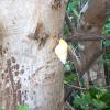 Species of Special Concern: Liguus Tree Snail (Liguus fasciatus).